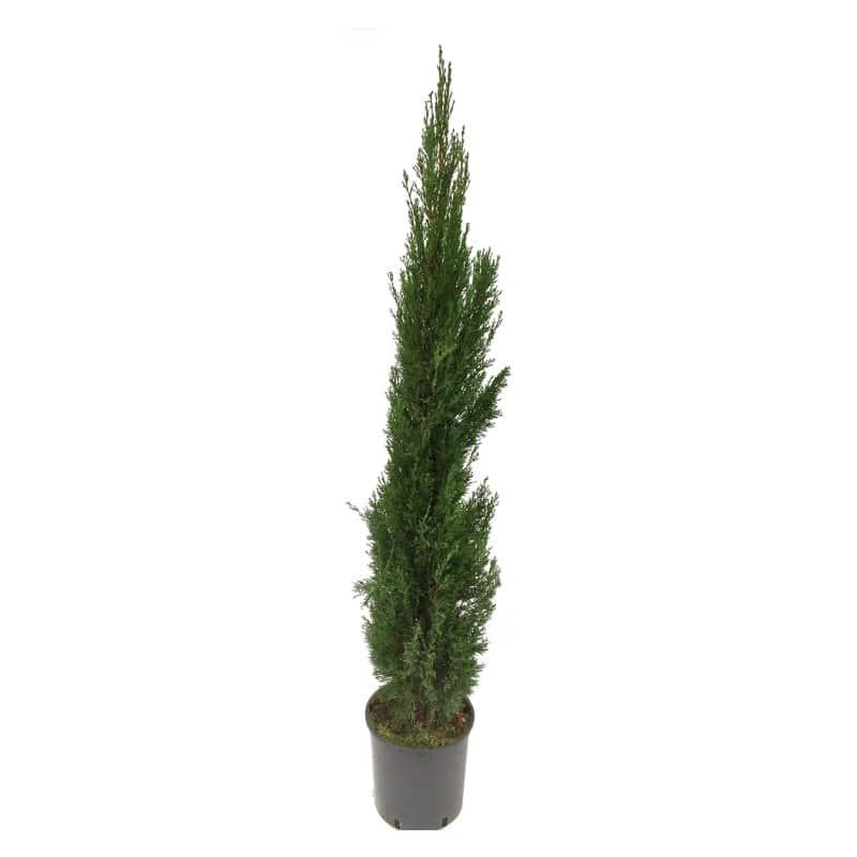 Cupressus H200cm in Pot 22cm