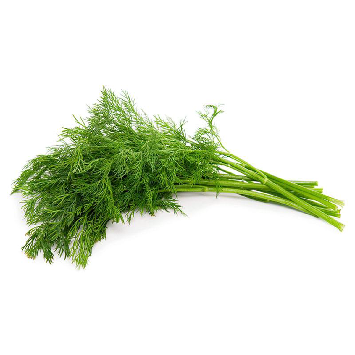 Dill (Aneto) in Pot 14cm