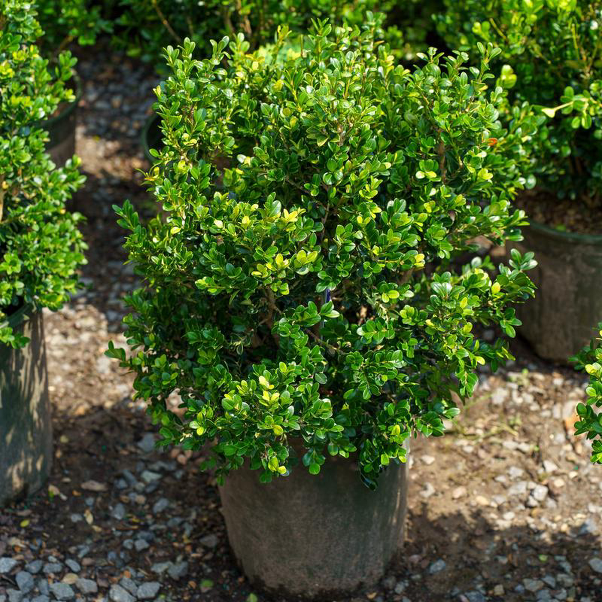 Green Beauty Boxwood 21 inch B038B