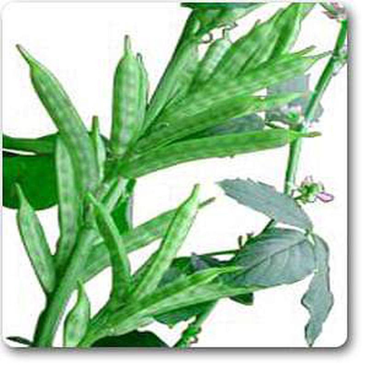 Guar 8211 Plant