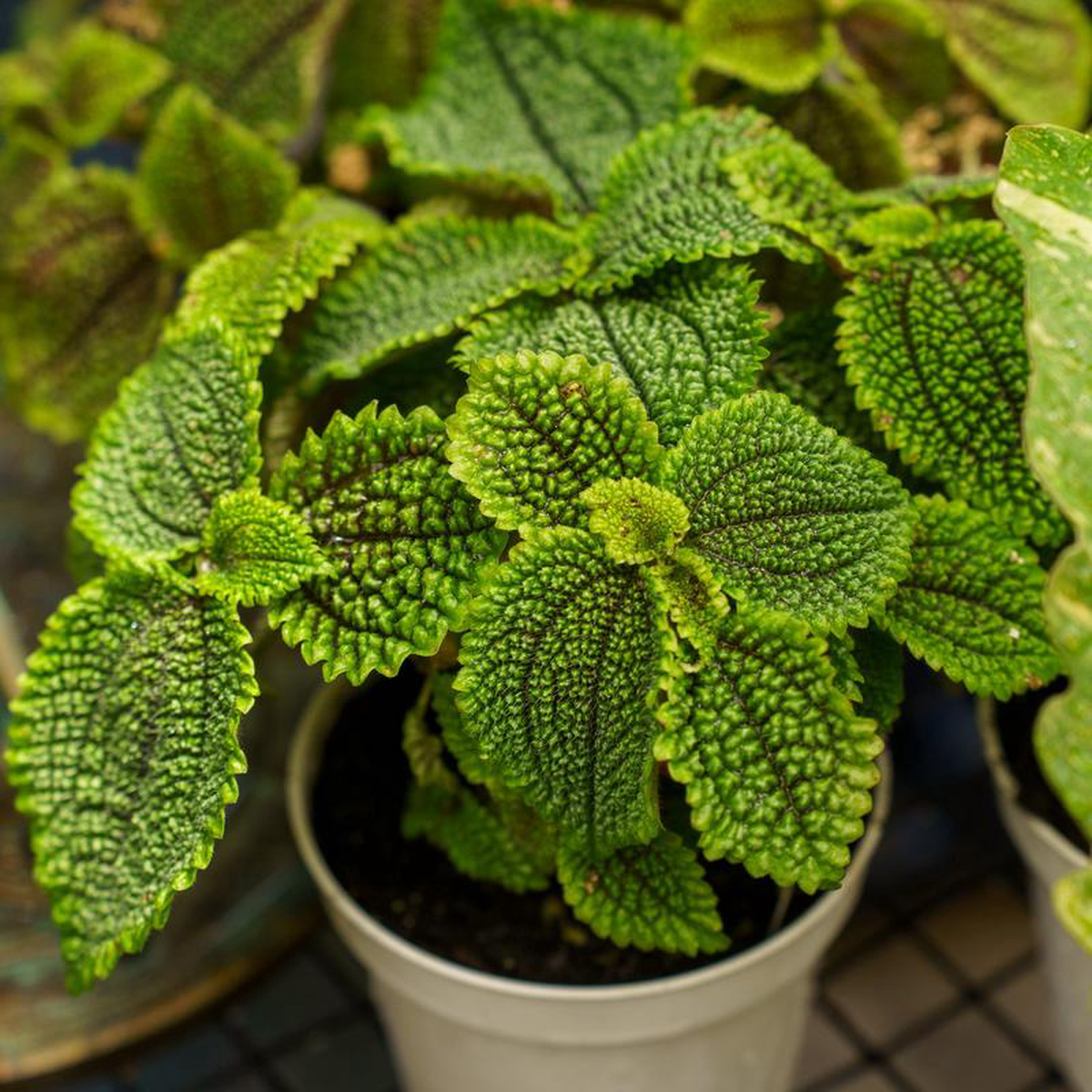 Moon Valley Pilea 4 inch Pot