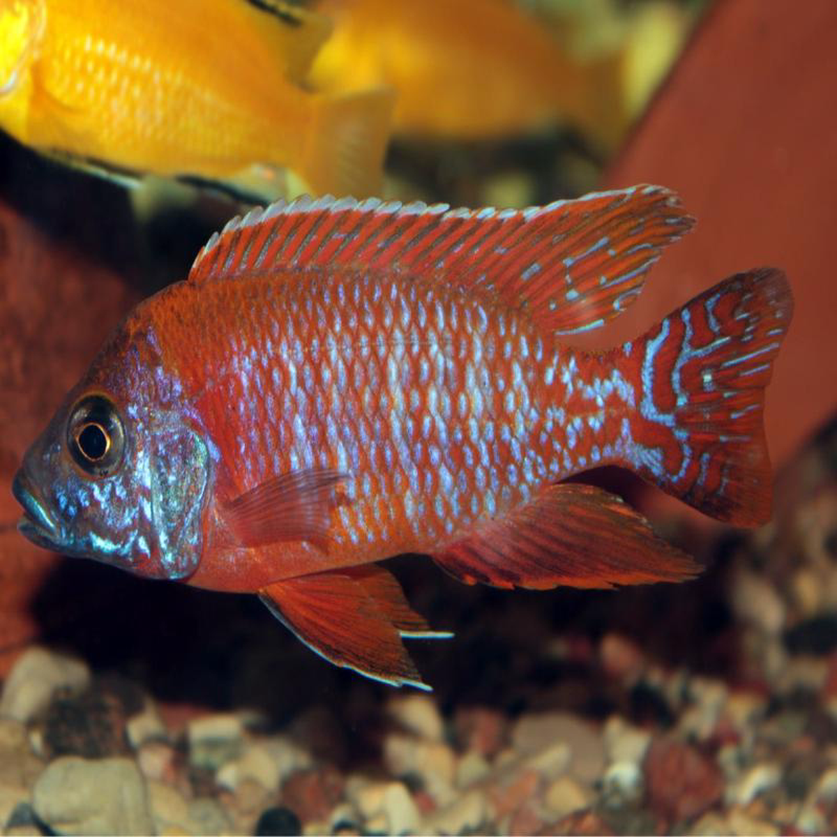 Peacock Cichlid 8211 Rubin Red