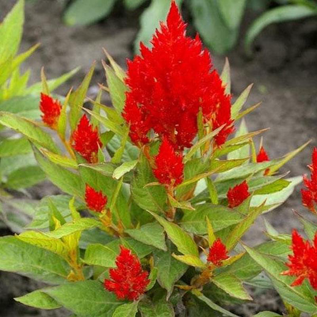 Celosia (Red) 8211 Plant