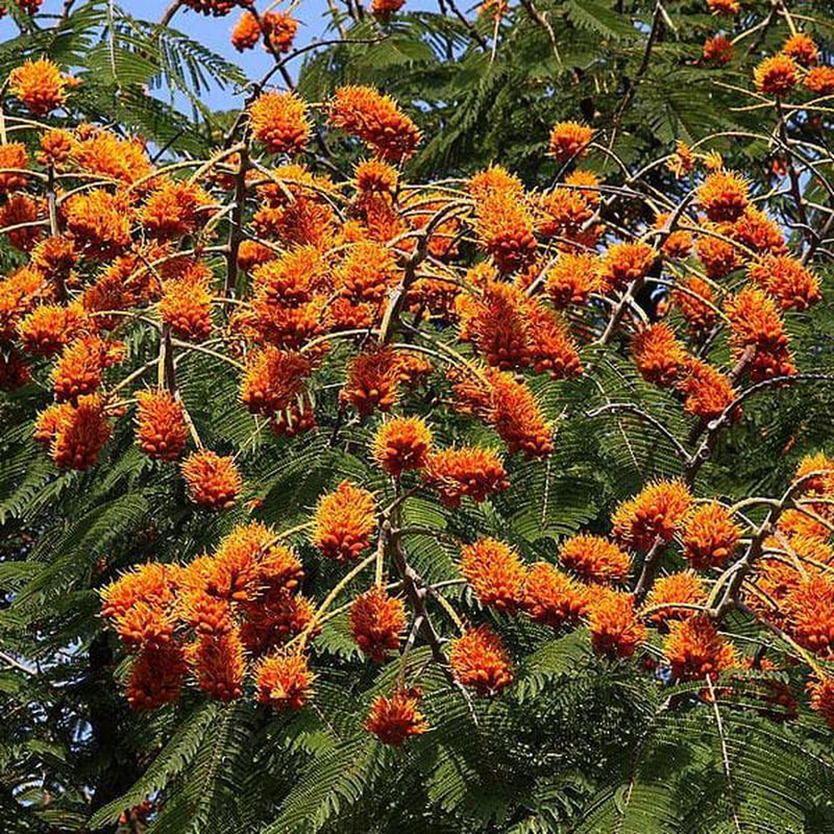 Colville8217s Glory Colvillea Racemosa 8211 Plant