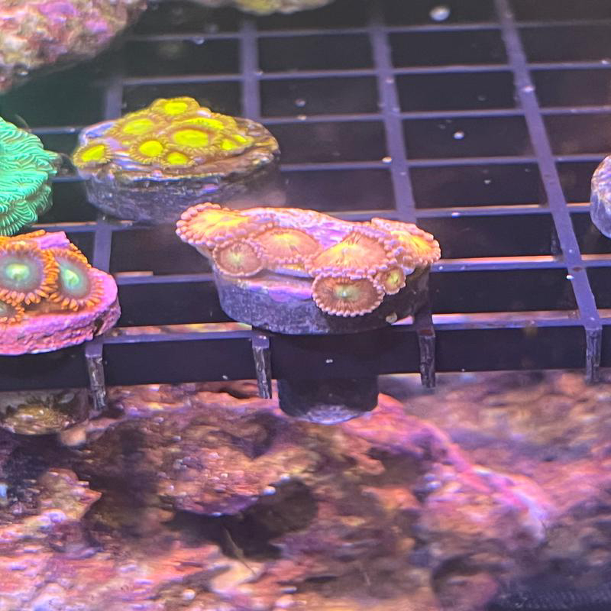 LimeYellow Zoanthid