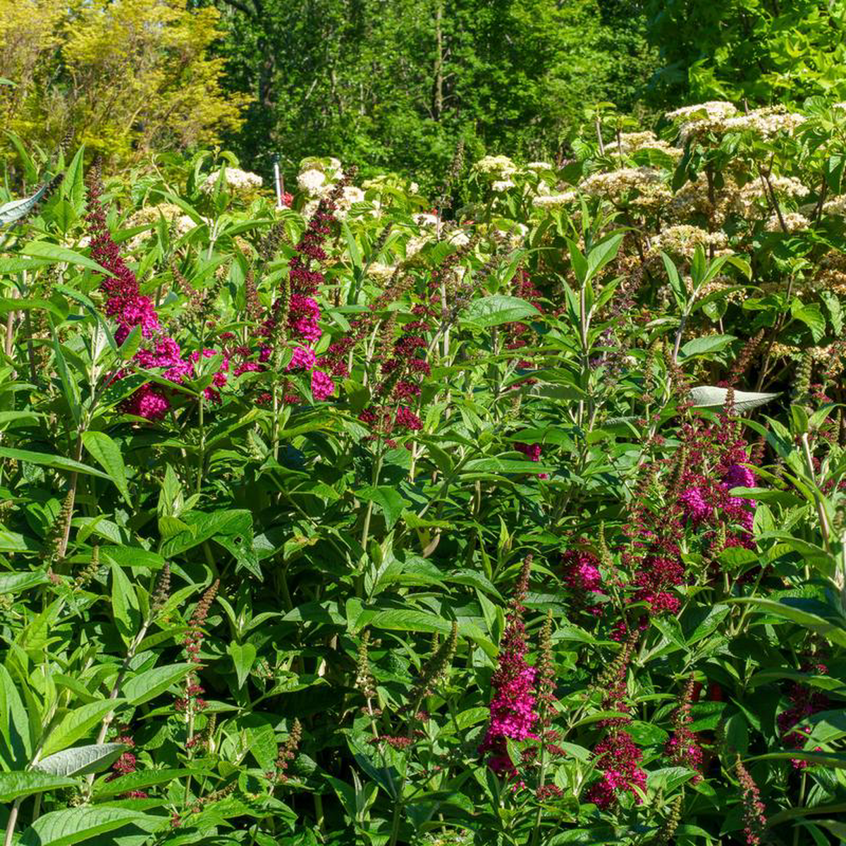 Miss Molly Butterfly Bush 3 Gallon