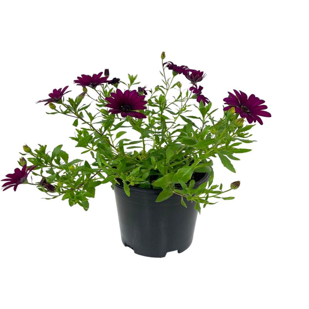 Osteospermum 8216FlowerPower PurpleRed8217 1 Gallon