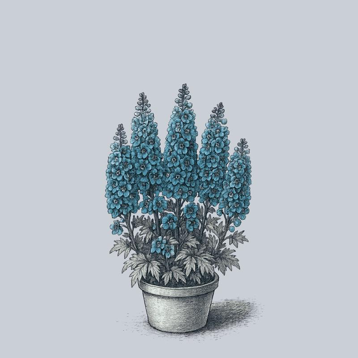 Pacific Giant Summer Skies Delphinium 1 Gallon
