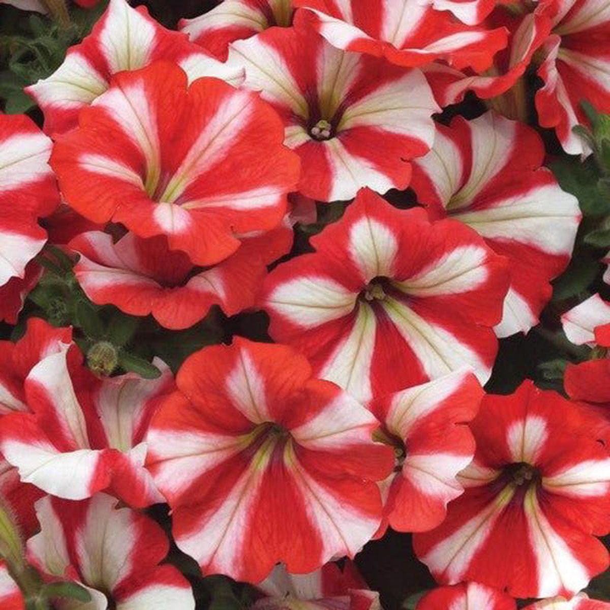 Petunia 8216Hurrah Red8217 4 Inch