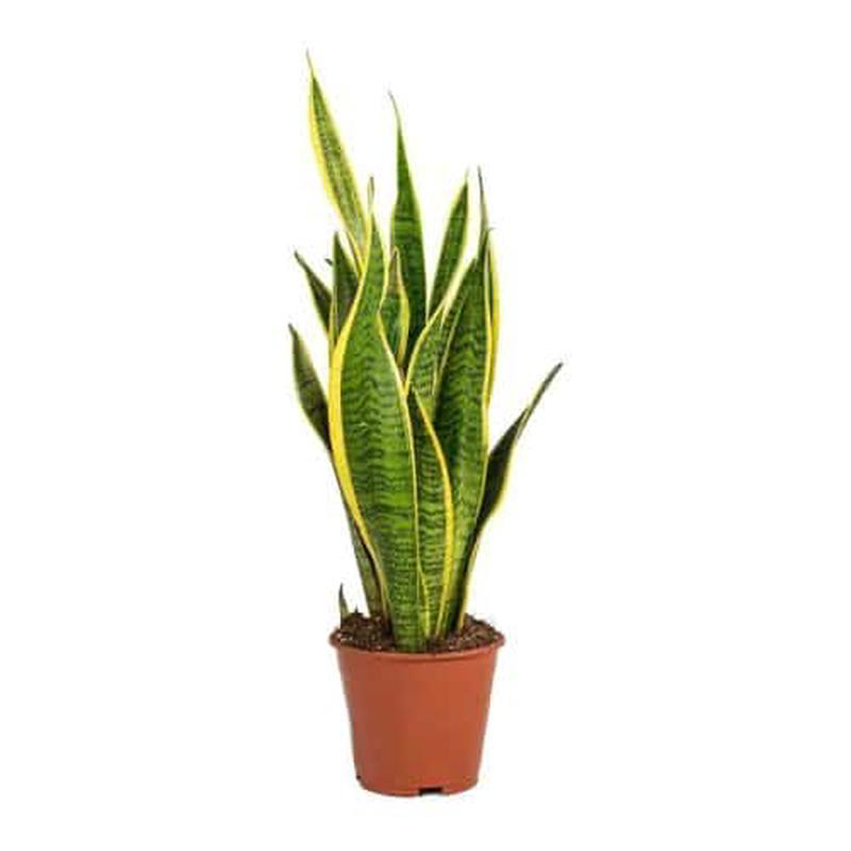 Sansevieria Laurentii in Pot 17cm