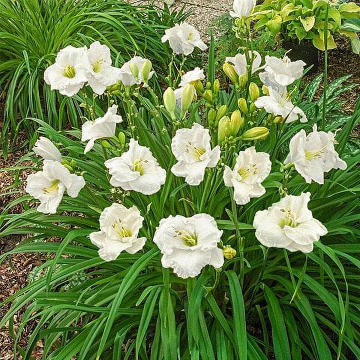 Hemerocallis White Day Lily (White) 8211 Plant