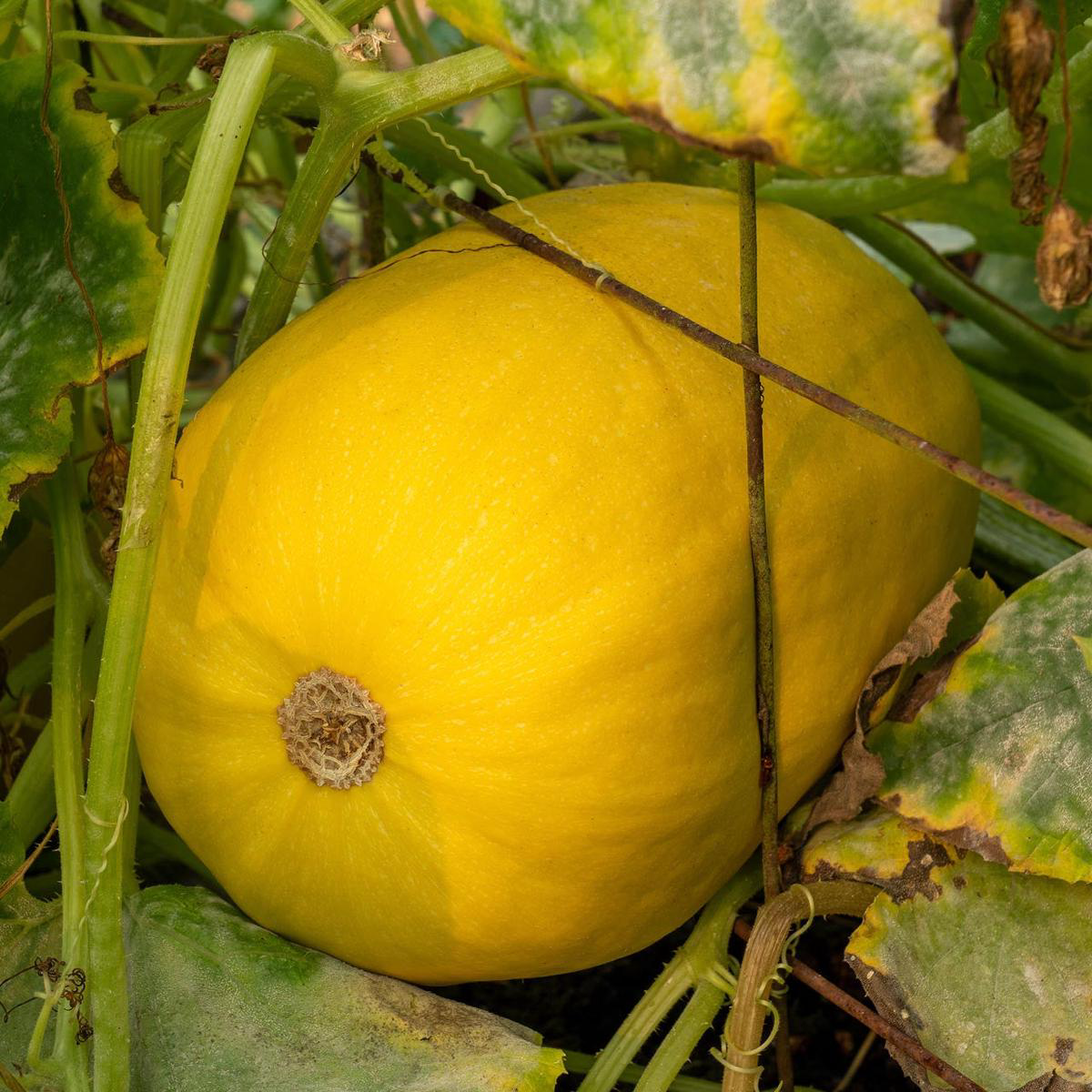 Organic Spaghetti Squash (Cucurbita pepo)