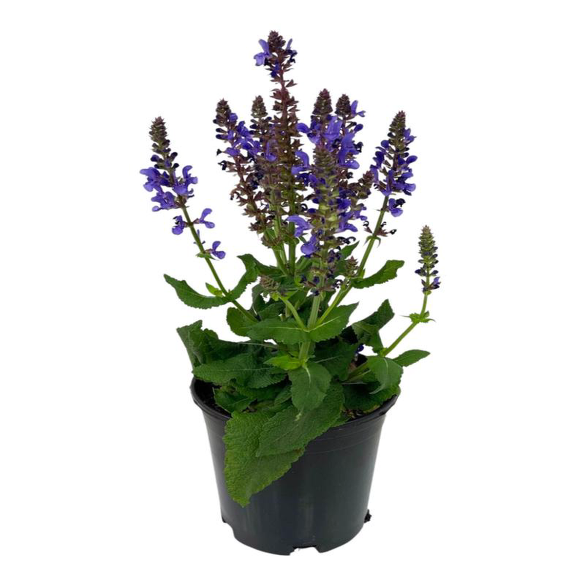 Salvia nemorosa 8216Marvel Sky Blue8217 1 Gallon