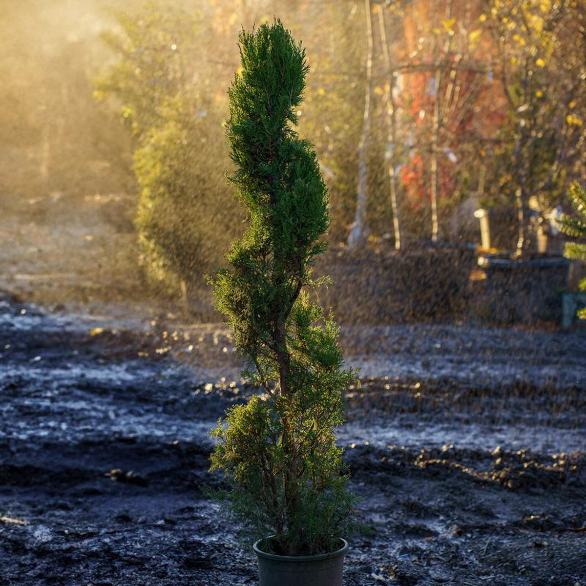 Spartan Chinese Juniper 10 Gallon Topiary