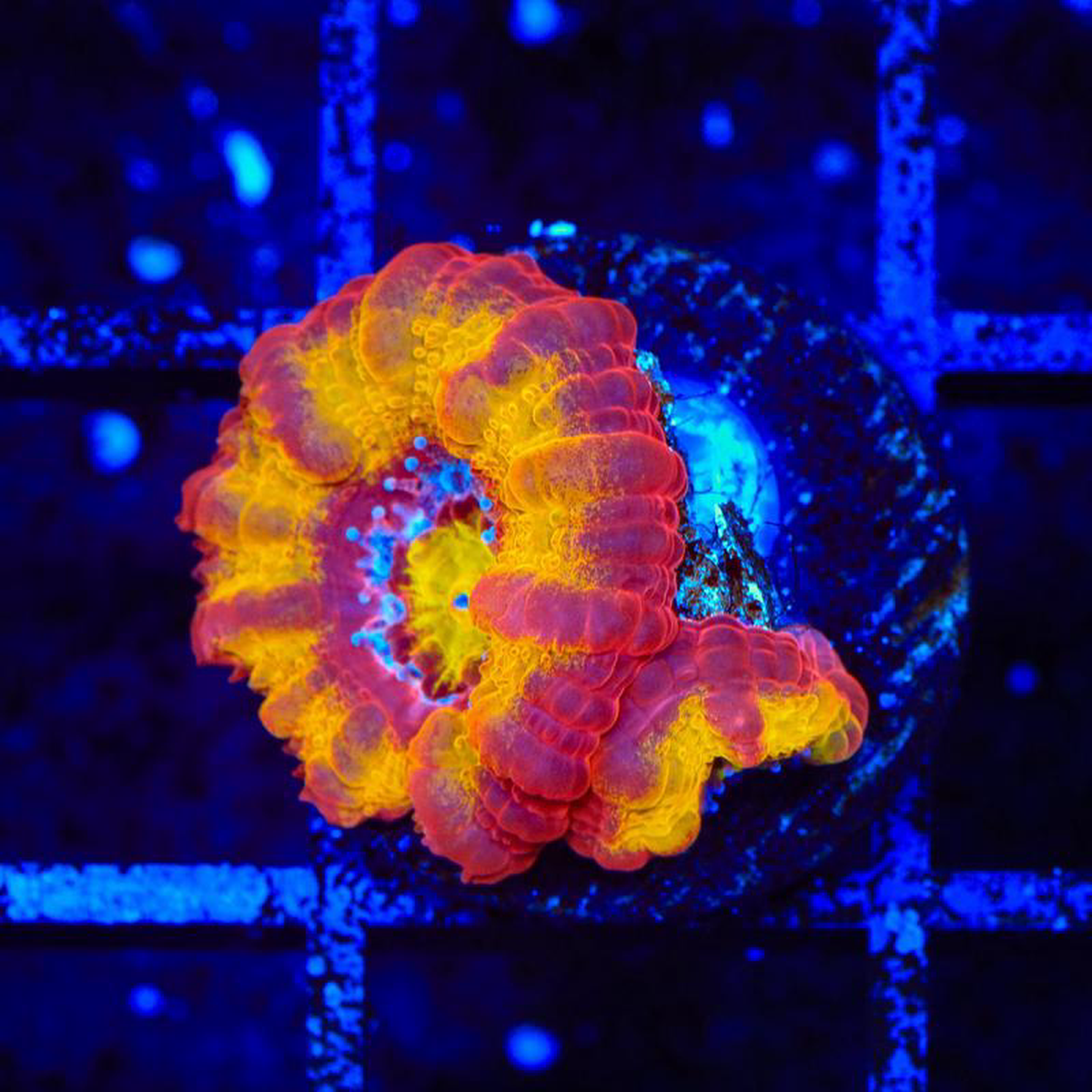 TSA Dipped in Fire Micromussa Acan Coral