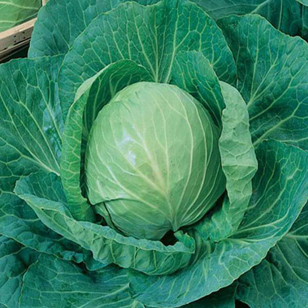 Cabbage Special Pride 8211 Desi Vegetable Seeds