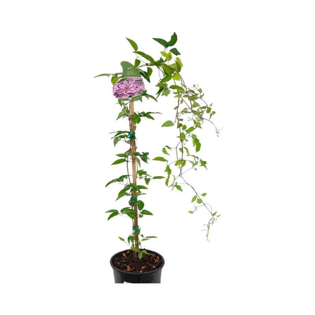 Clematis 8216Nelly Moser8217 1 Gallon