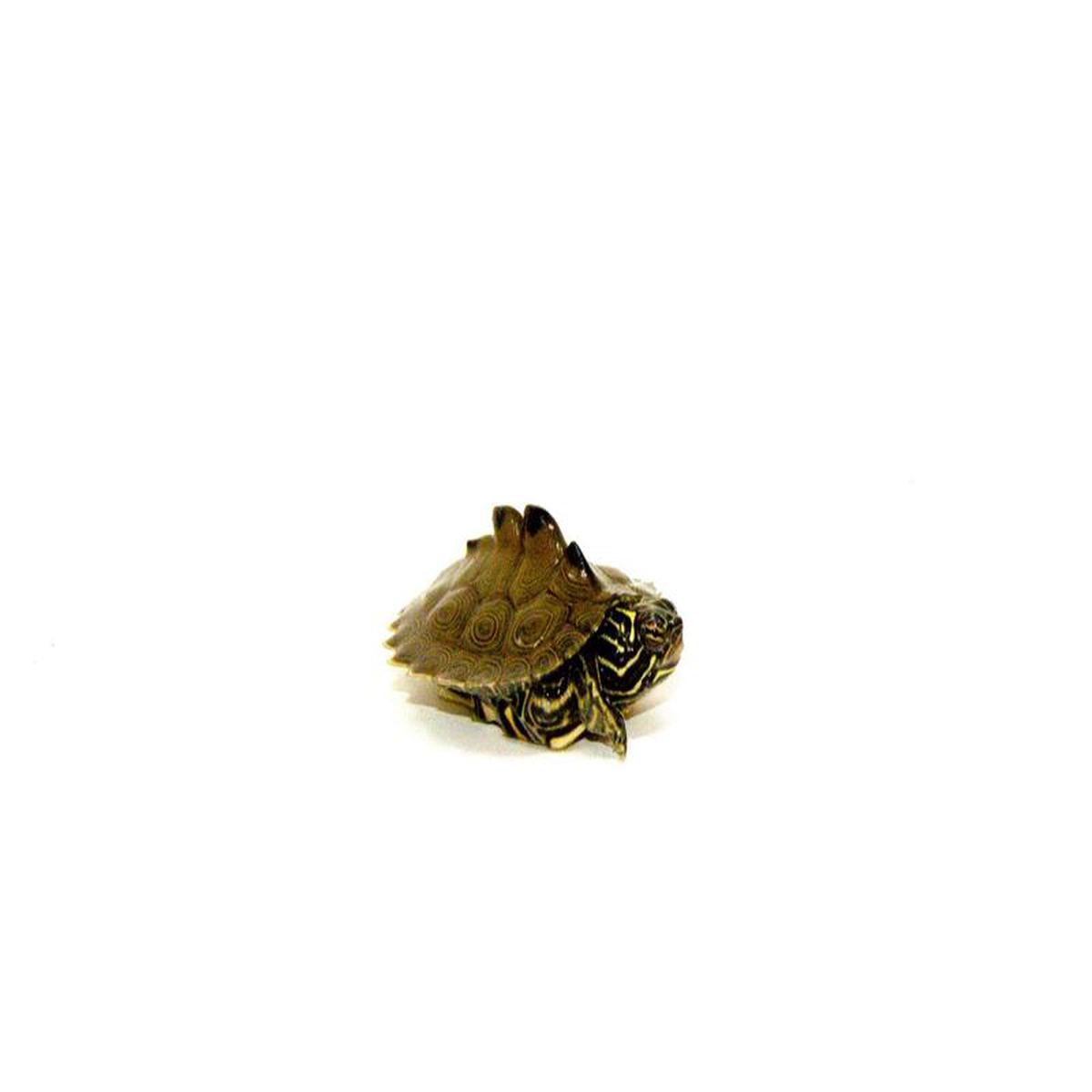 Southern Black-knobbed Sawback Map Turtle (Graptemys nigrinoda delticola)