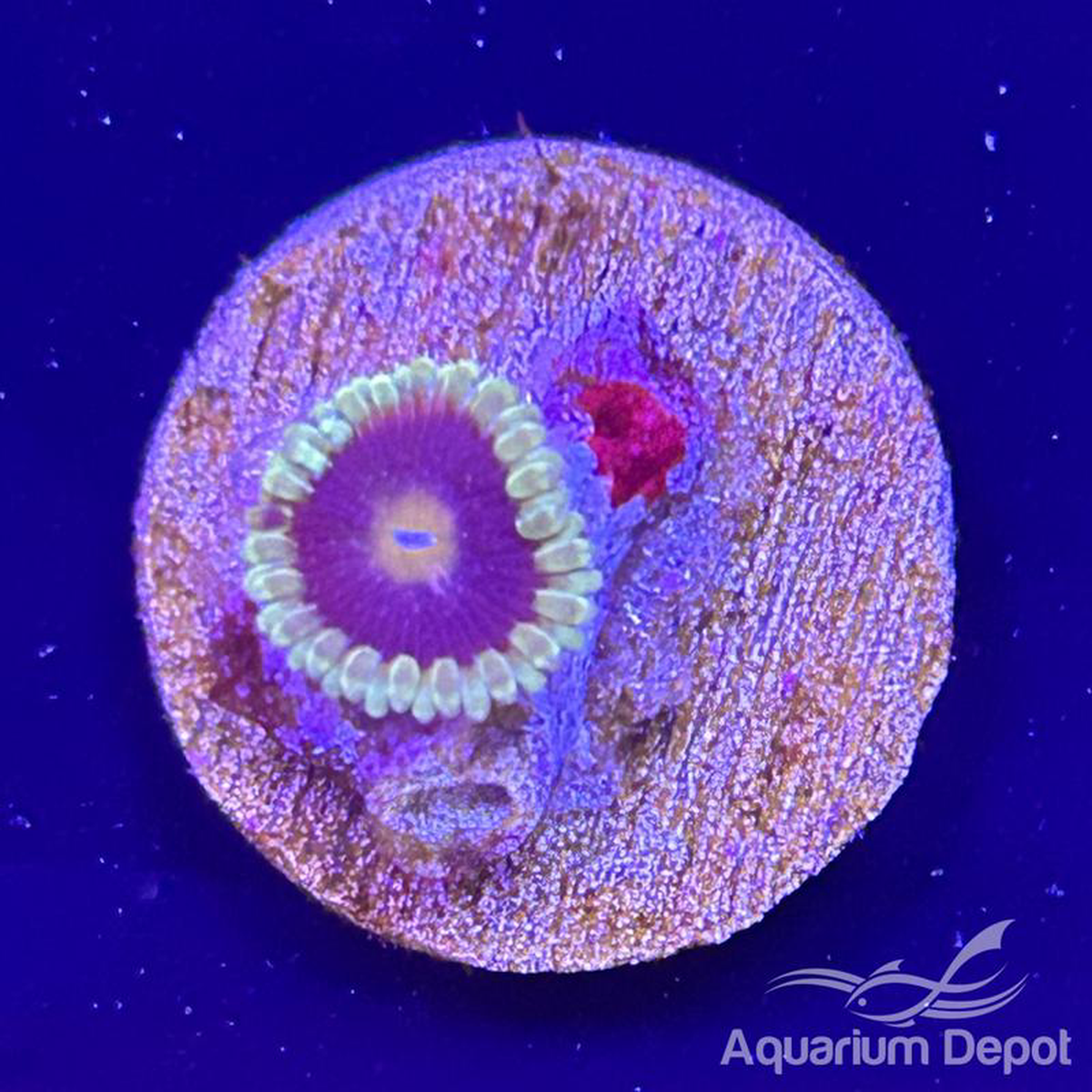 Teal Rim Purple Mouth Zoa 1-2 polyps (Zoanthus sp)