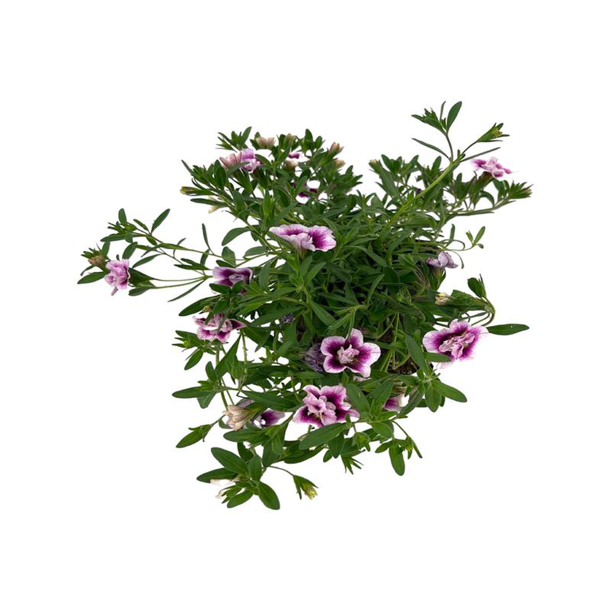 Calibrachoa 8216MiniFamous Double Pinktastic8217 4 Inch
