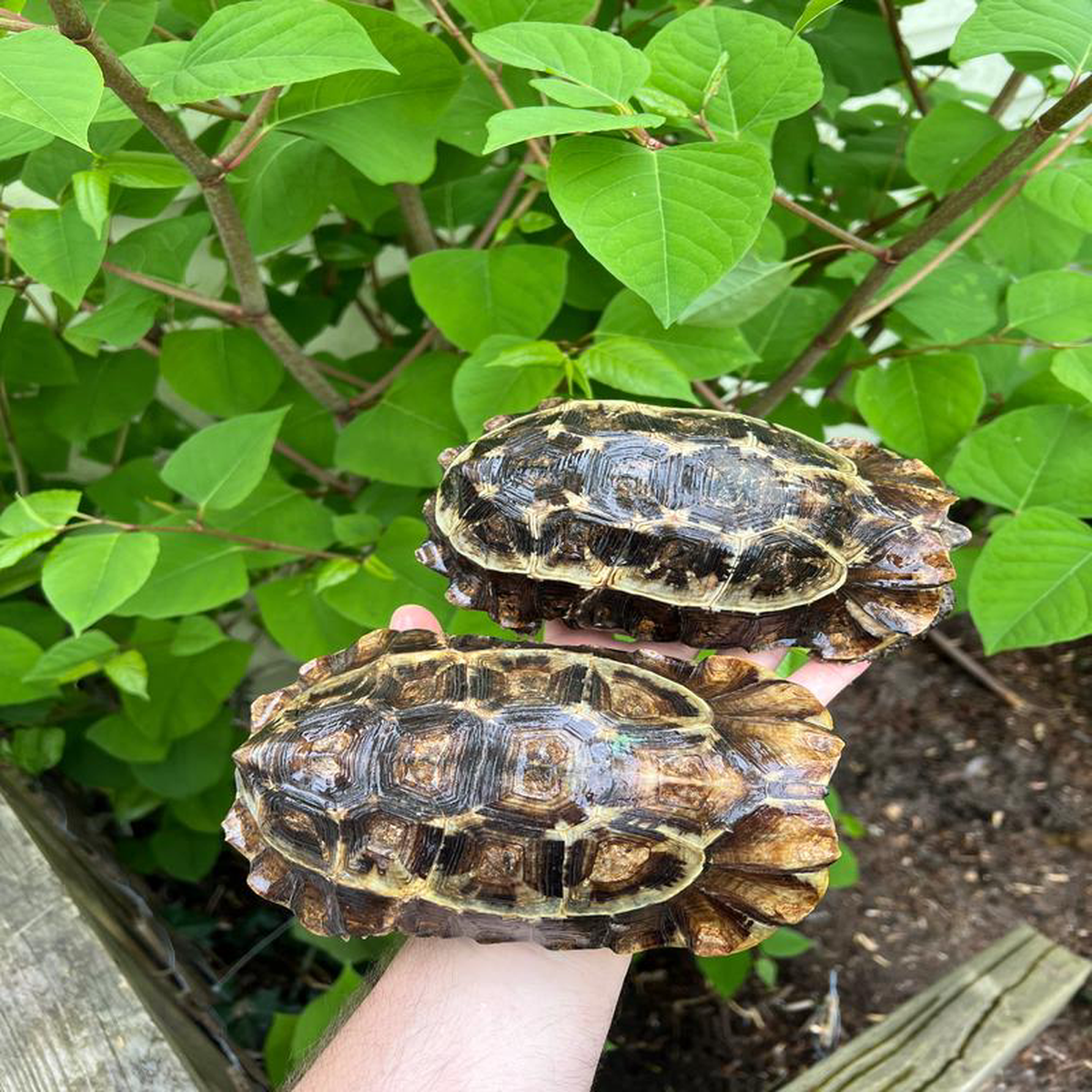 Homes Hinge-back Tortoise Adult Pair 16 (Kinixys homeana)