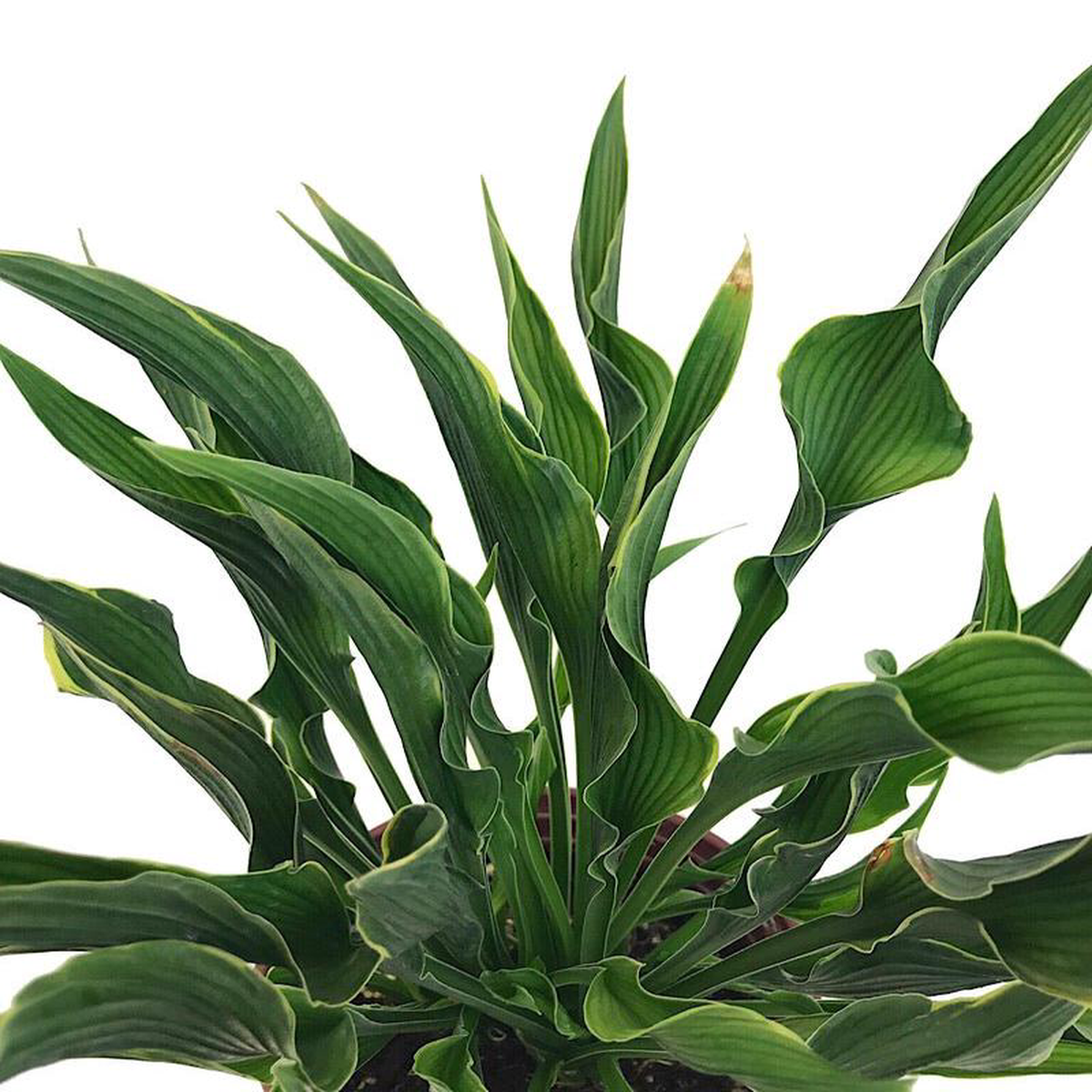 Hosta 8216Praying Hands8217 1 Gallon