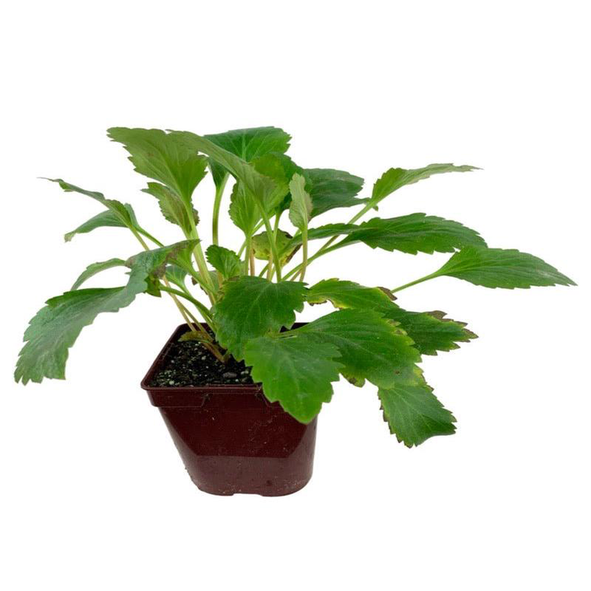 Mukgenia Nova 8216Flame8217 Quart