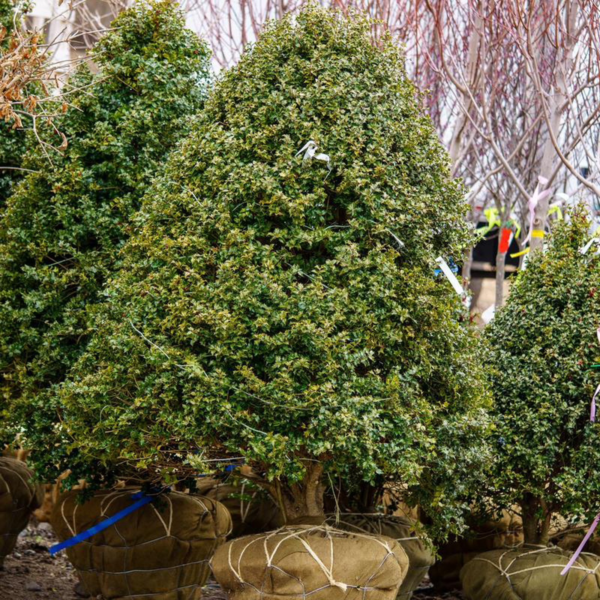 Red Beauty Holly 4 foot B038B