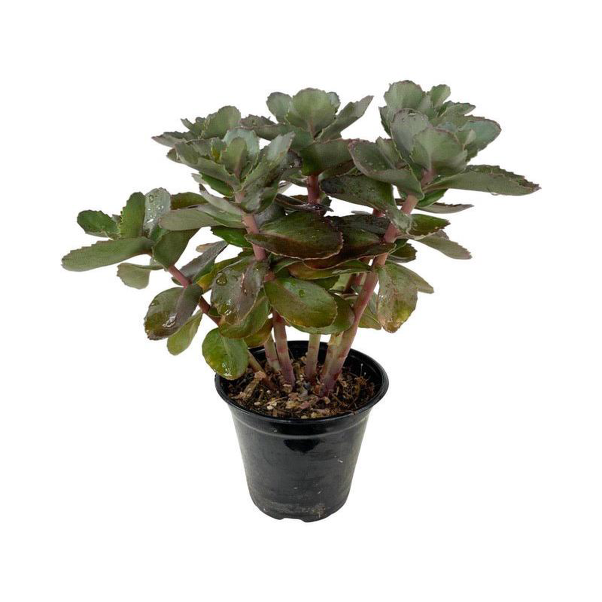 Sedum 8216Night Embers8217 Quart