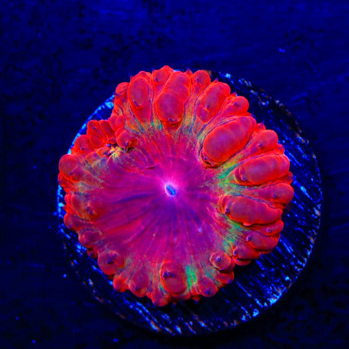Watermelon Margarita Blastomussa Coral