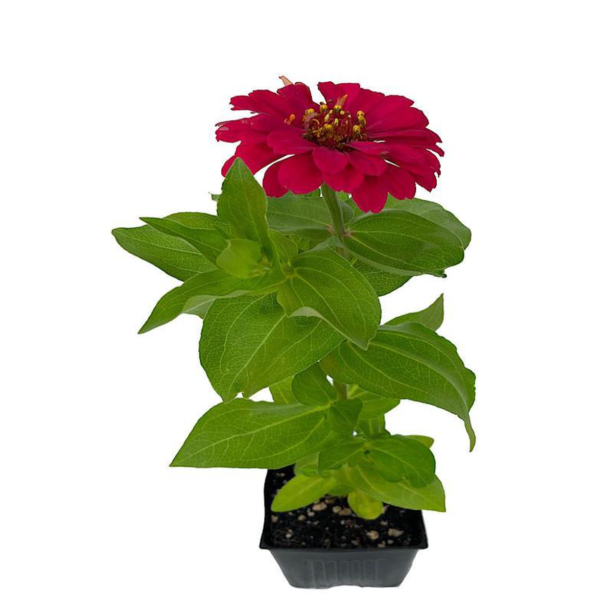 Zinnia Magellan Orange 4 Inch