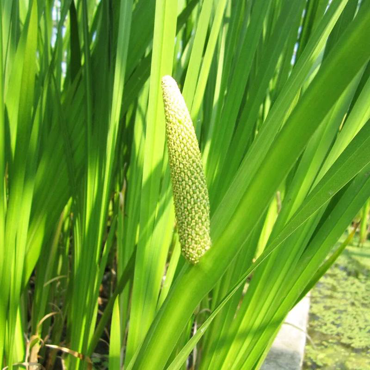 Acorus Calamus Aquatic Pond Plant 8211 Sweet Flag 1ltr Pot Size