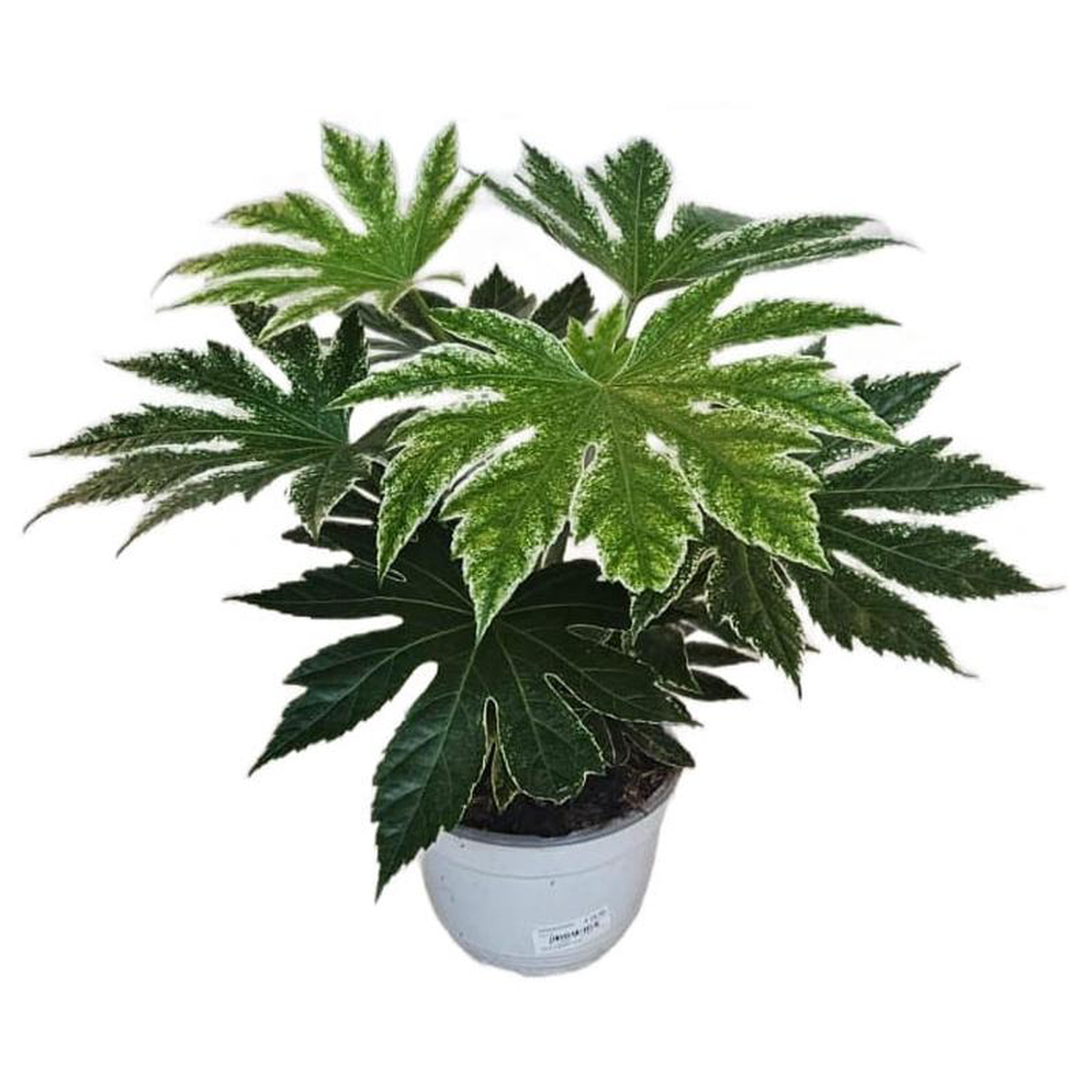 Fatsia Japonica in Bowl 18cm