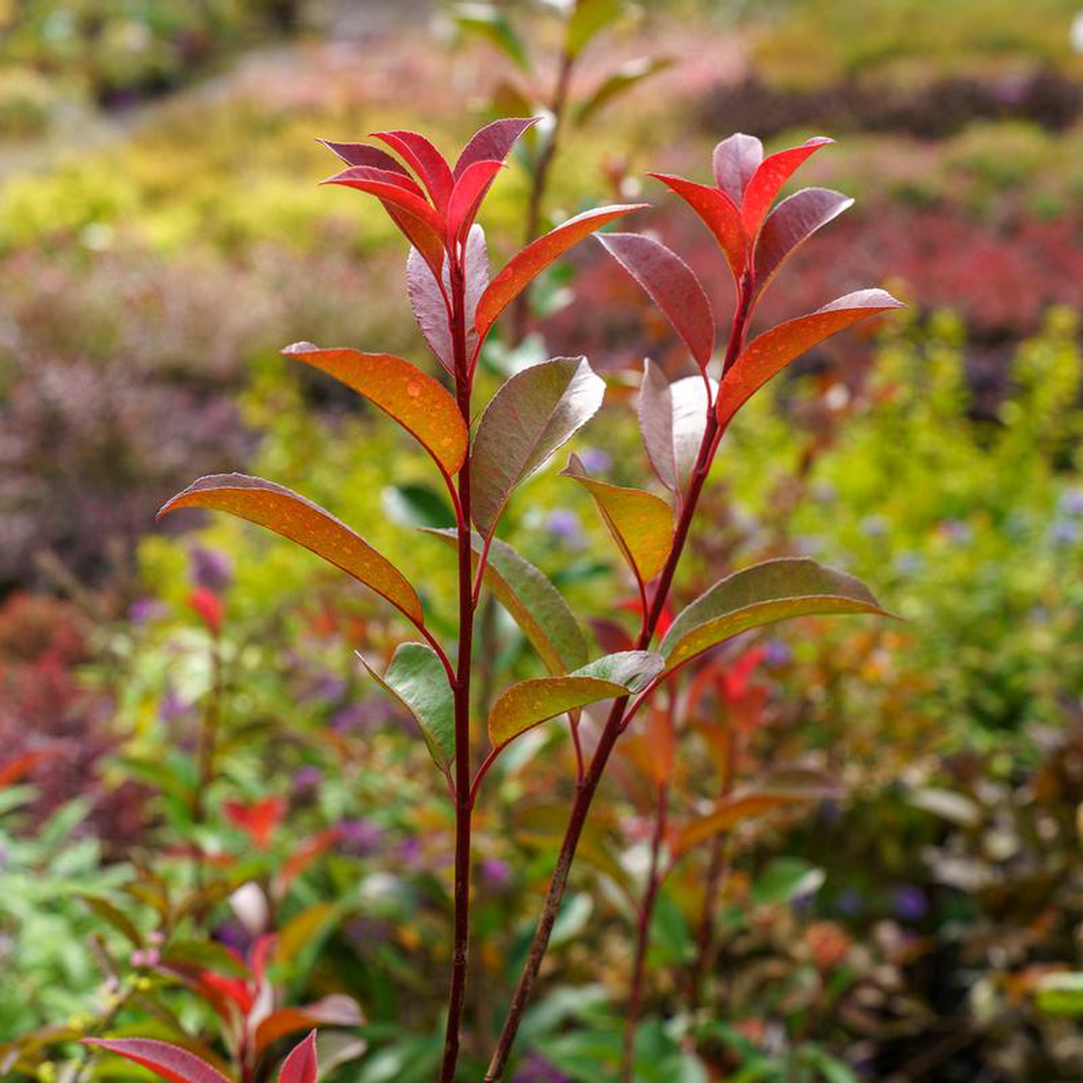 Fraser Photinia 3 Gallon