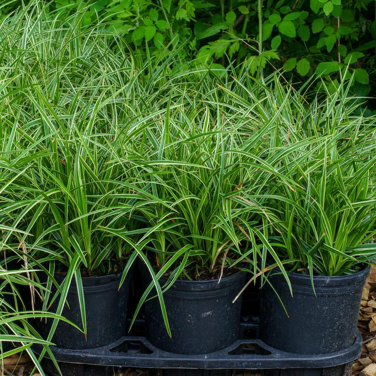 Ice Dance Sedge 2 Gallon