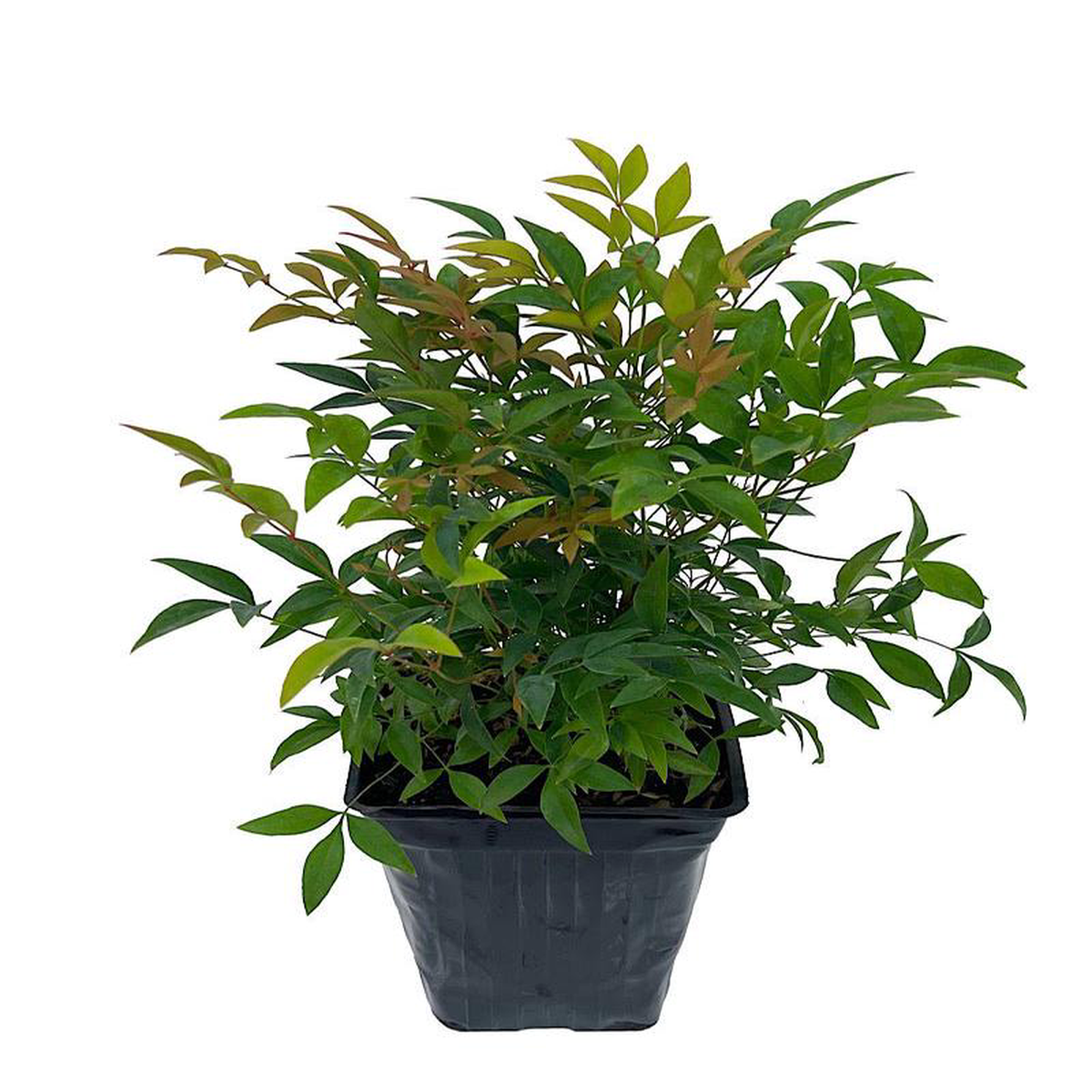 Nandina domestica 8216Gulf Stream8217 1 Gallon