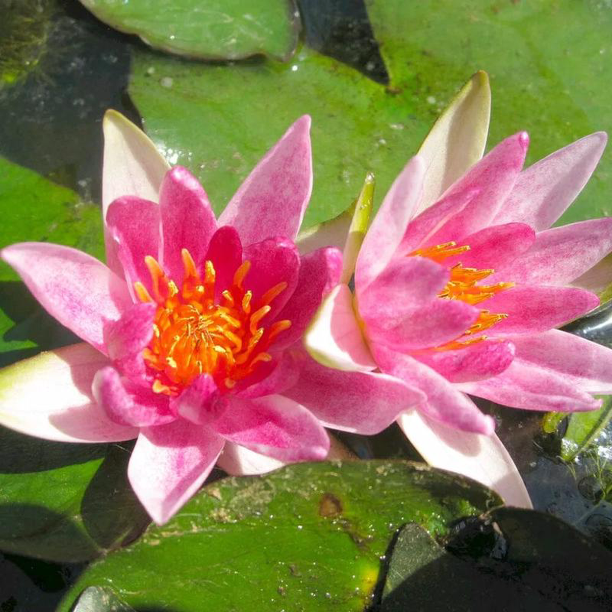 Nymphaea Alba Var Rubra Aquatic Pond Plant 8211 Water Lily 2lt Pot Size