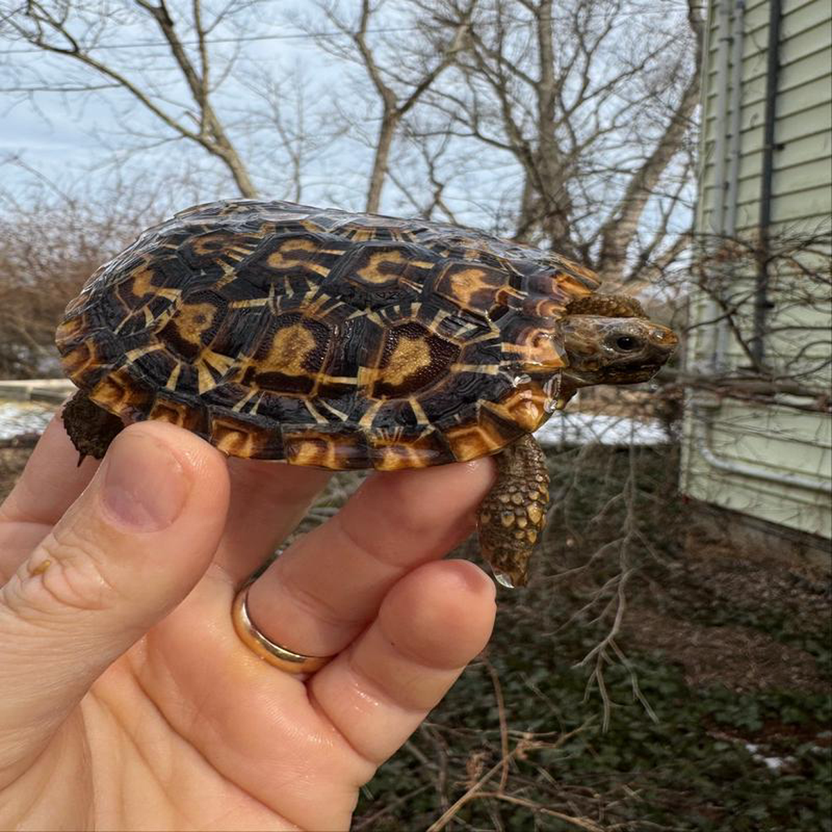 Pancake Tortoise Female 2604 (Malacochersus tornieri)