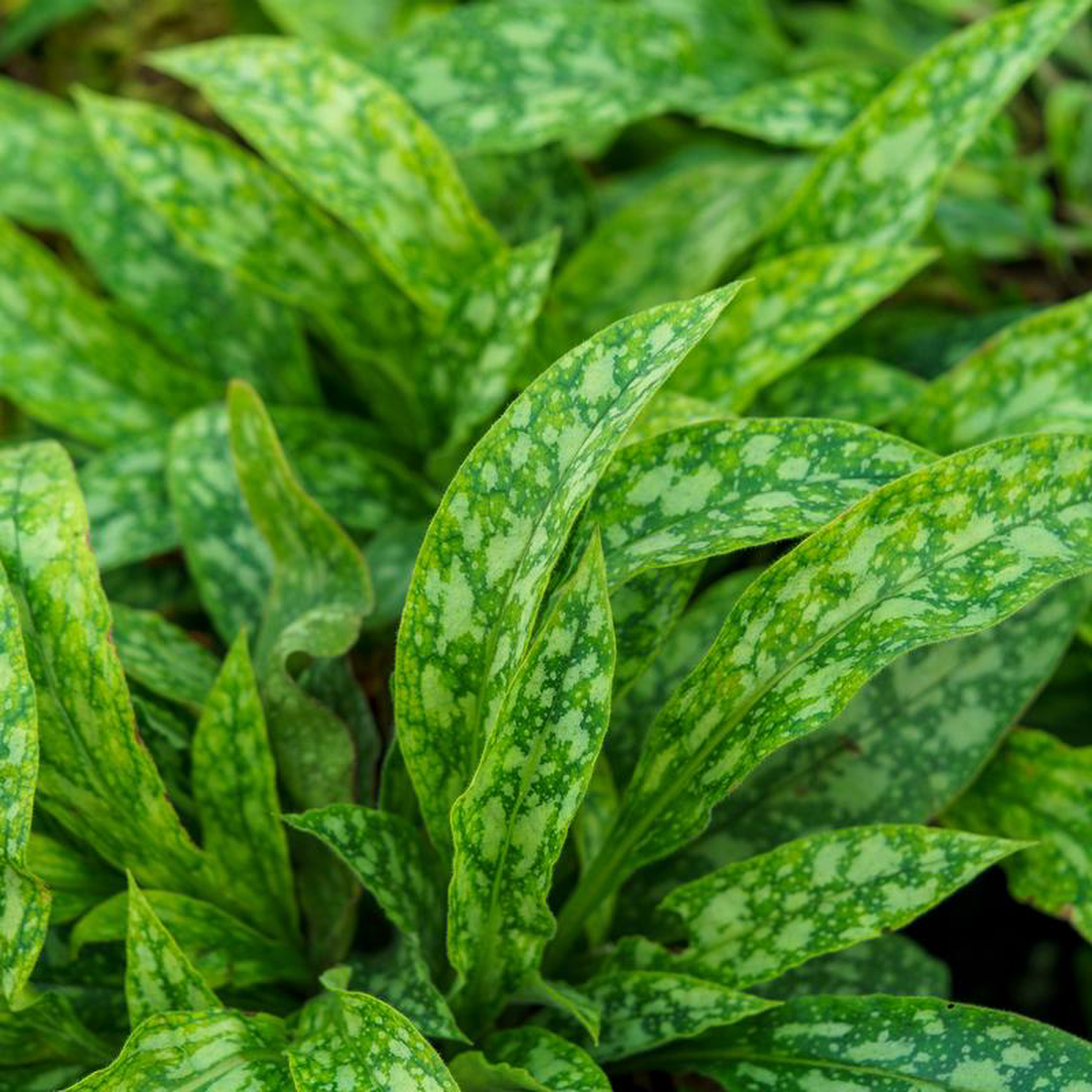 Raspberry Frost Lungwort 1 Gallon