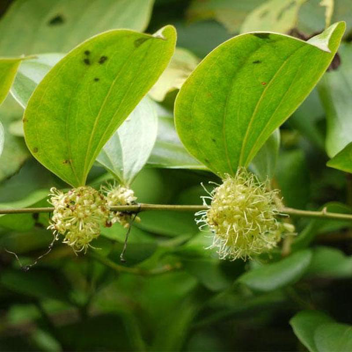 Kumarika Smilax Wightii 8211 Plant