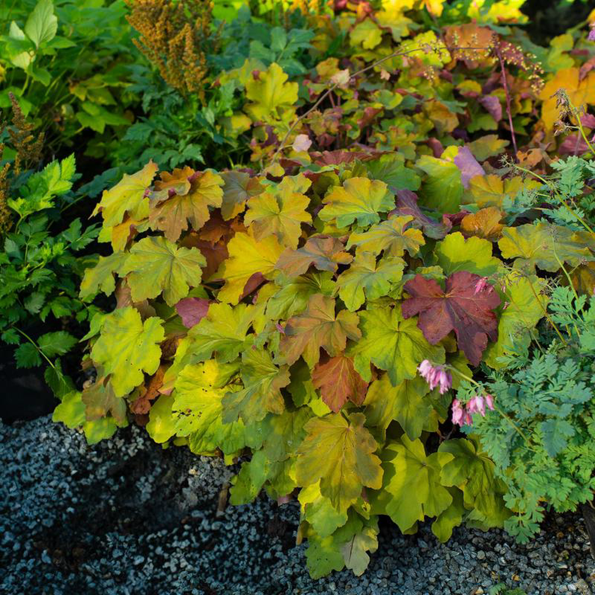 Mega Caramel Coral Bells 2 Gallon