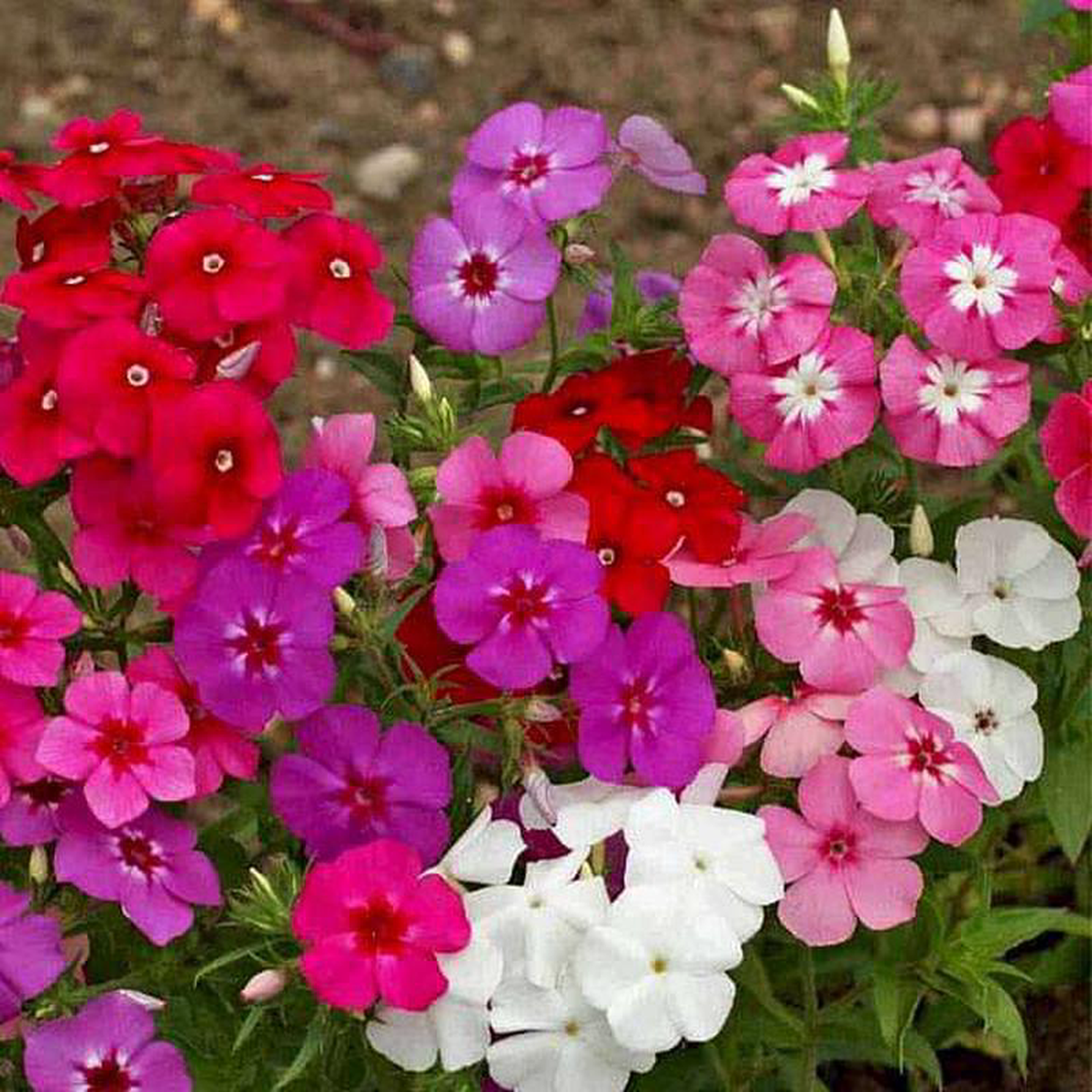 Phlox Beauty Mixed Color 8211 Flower Seeds