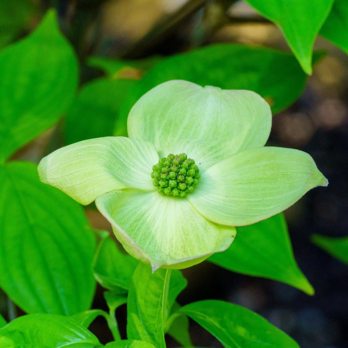 Aurora Dogwood 3 inch B038B