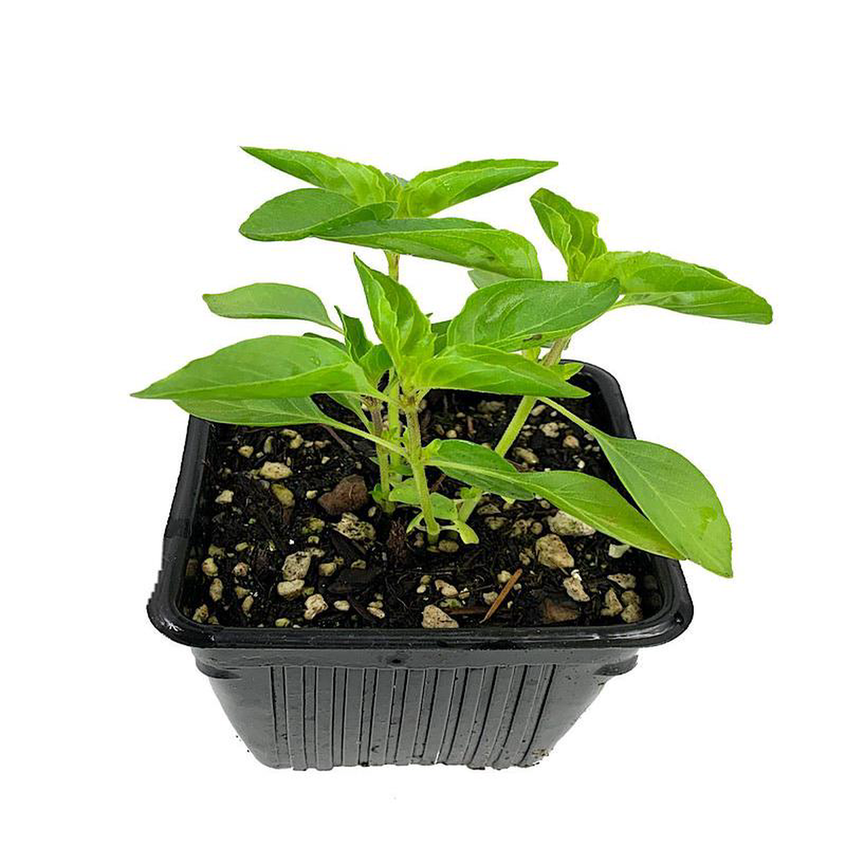 Basil 8216Lemon8217 4 inch