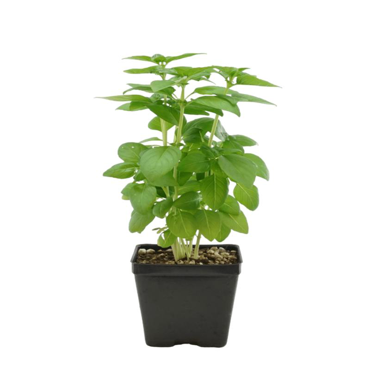 Basil Organic 8216Everleaf Emerald Towers8217 1 Gallon