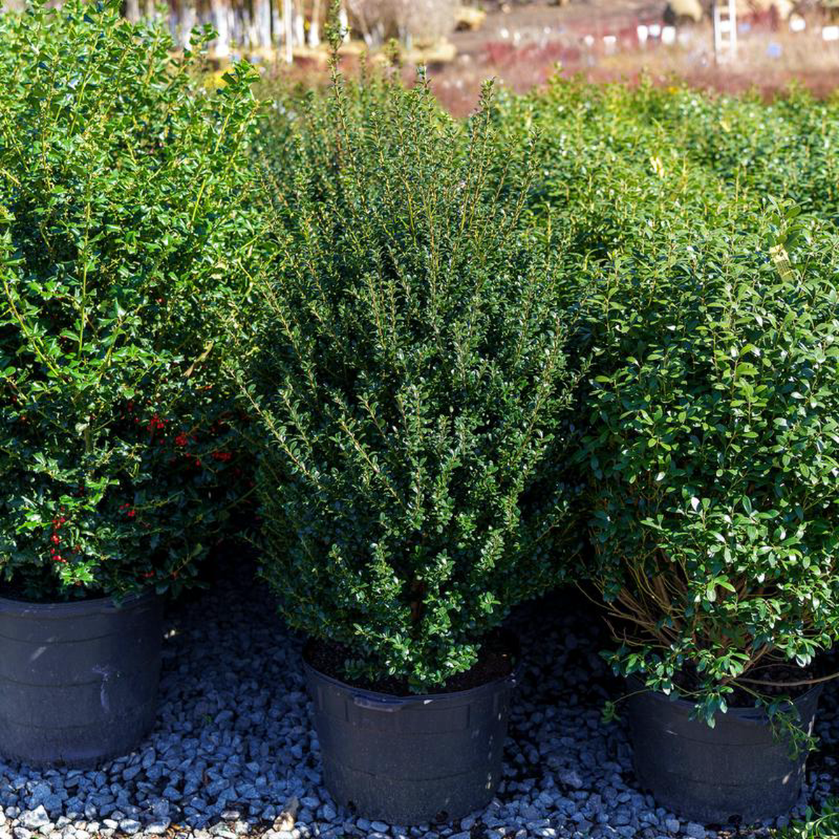 Steeds Japanese Holly 5 foot B038B