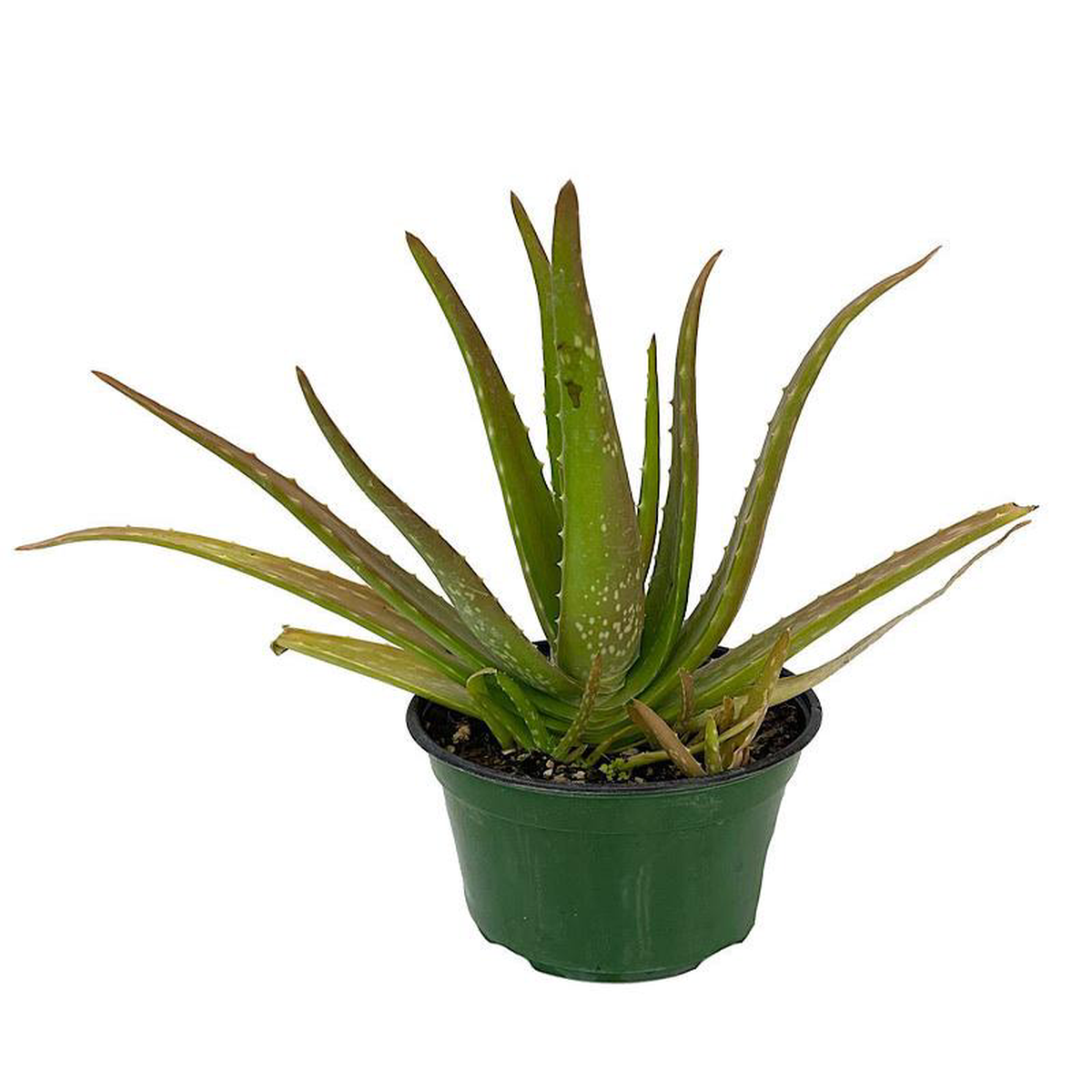 Aloe plicatilis 6 Inch