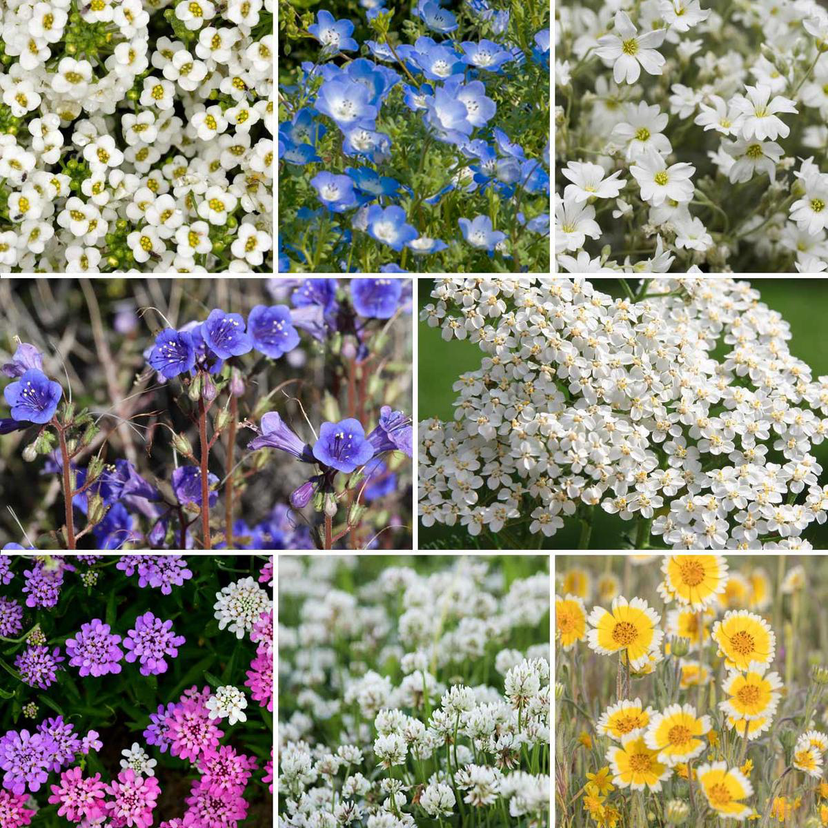 Annie8217s Beneficial Insects Wildflower Mix