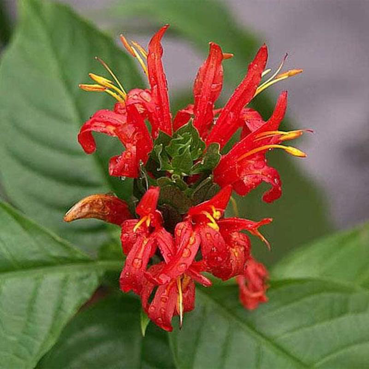 Brazilian Plume Jacobinia (Red) 8211 Plant