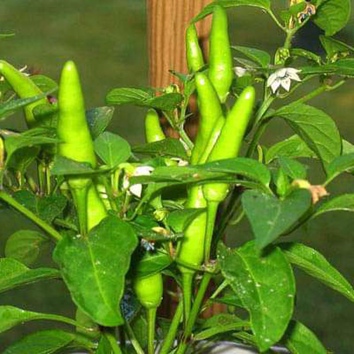 Chilli F1 Hybrid Mike No 2 8211 Vegetable Seeds